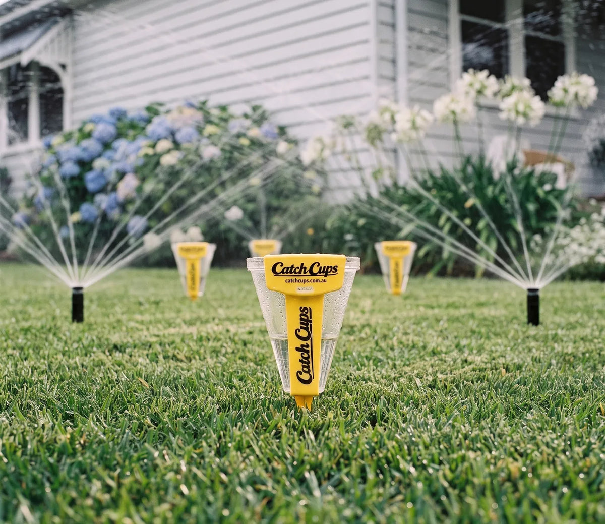 A Catch Cup in a front lawn with pop-up sprinklers spraying either side